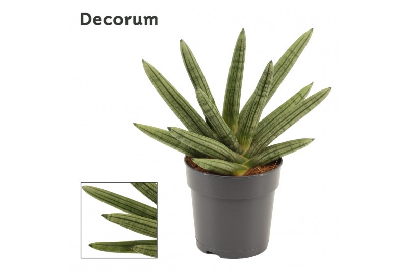 Sansevieria cylindrica boncel Sansevieria Double Boncellensis 12 cm (D 