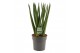 Sansevieria cylindrica Sansevieria Cylindrica 12 cm Fan 