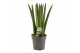 Sansevieria cylindrica Sansevieria Cylindrica 12 cm Straight 