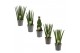 Sansevieria cylindrica Sansevieria Cylindrica 12 cm Mix 