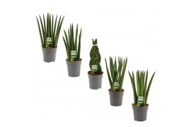 Sansevieria cylindrica Sansevieria Cylindrica 12 cm Mix