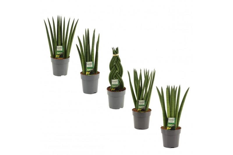 Sansevieria cylindrica Sansevieria Cylindrica 12 cm Mix 
