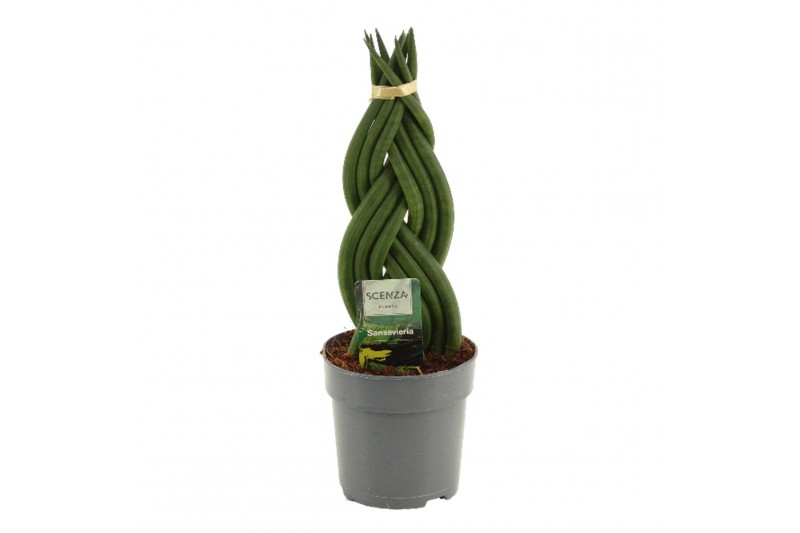 Sansevieria cylindrica Sansevieria Cylindrica 12 cm Braid 