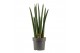 Sansevieria cylindrica Sansevieria Cylindrica 17 cm Rocket 