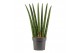 Sansevieria cylindrica Sansevieria Cylindrica 17 cm Fan 