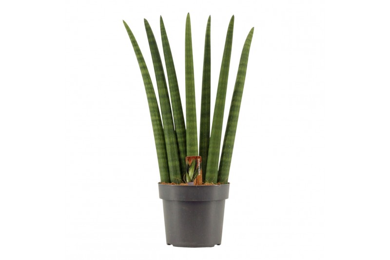 Sansevieria cylindrica Sansevieria Cylindrica 17 cm Fan 
