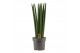 Sansevieria cylindrica Sansevieria Cylindrica 17 cm Straight 