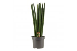 Sansevieria cylindrica Sansevieria Cylindrica 17 cm Straight