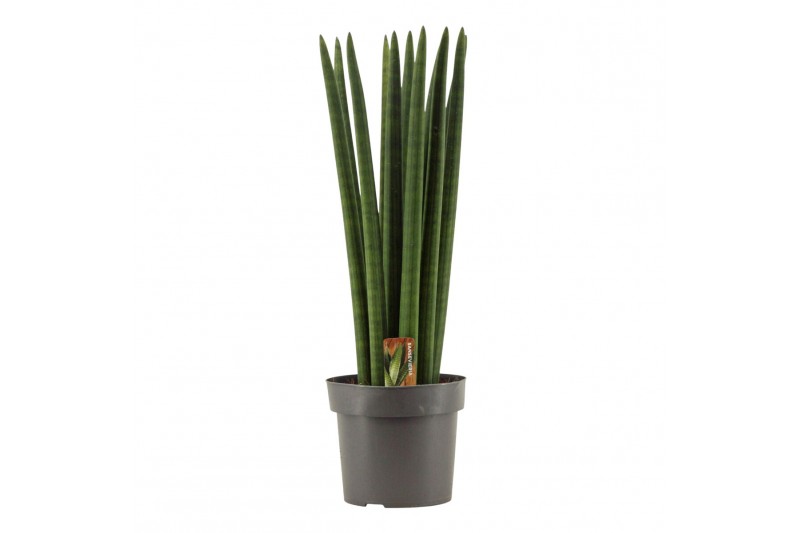 Sansevieria cylindrica Sansevieria Cylindrica 17 cm Straight 