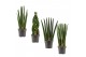 Sansevieria cylindrica Sansevieria Cylindrica 14 cm Mix 