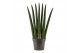 Sansevieria cylindrica Sansevieria Cylindrica 14 cm Fan 