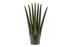 Sansevieria cylindrica Sansevieria Cylindrica 14 cm Fan