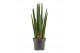 Sansevieria cylindrica Sansevieria Cylindrica 14 cm Rocket 