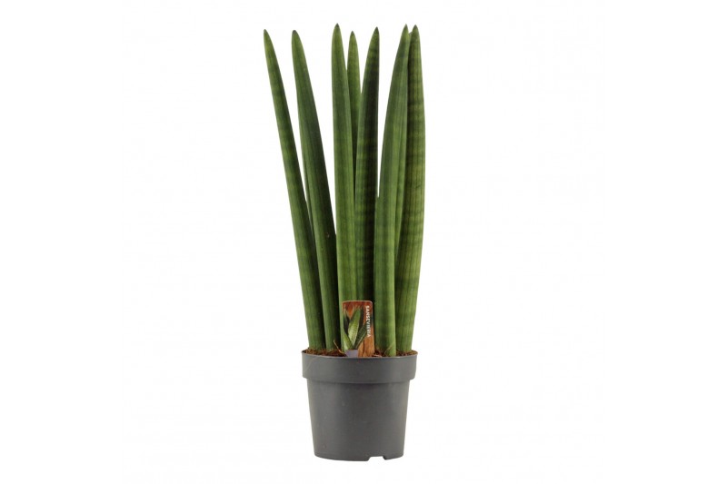 Sansevieria cylindrica Sansevieria Cylindrica 14 cm Straight 