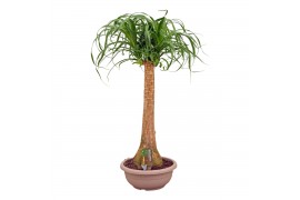 Beaucarnea recurvata Beaucarnea recht compact 30 cm 1 tak/plnt