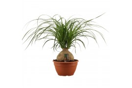 Beaucarnea recurvata Beaucarnea bol 20 cm 1 tak/plnt