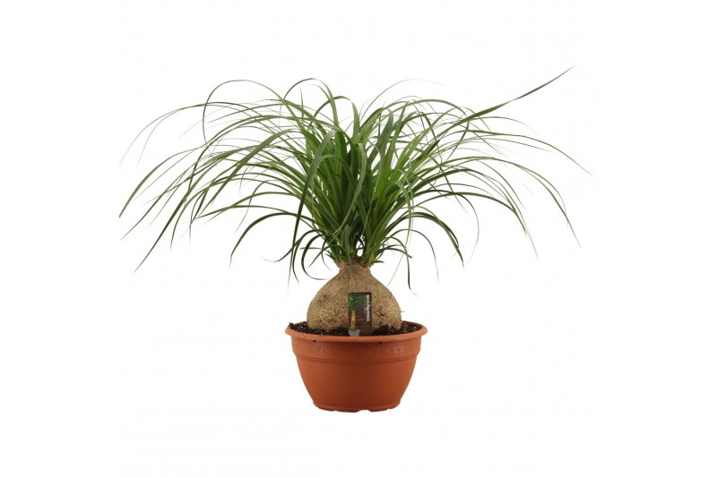 Beaucarnea recurvata Beaucarnea bol 20 cm 1 tak/plnt 