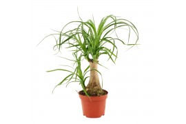 Beaucarnea recurvata Beaucarnea recht 9 cm 1 tak/plnt