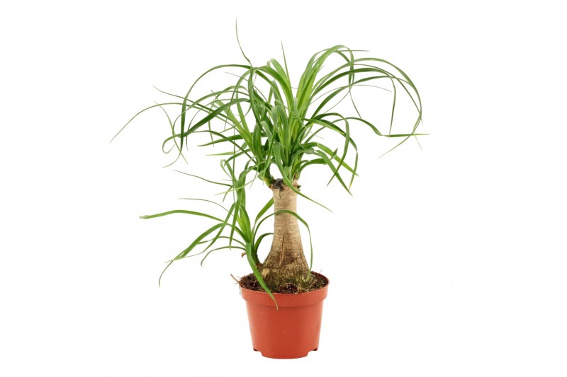 Beaucarnea recurvata Beaucarnea recht 9 cm 1 tak/plnt 