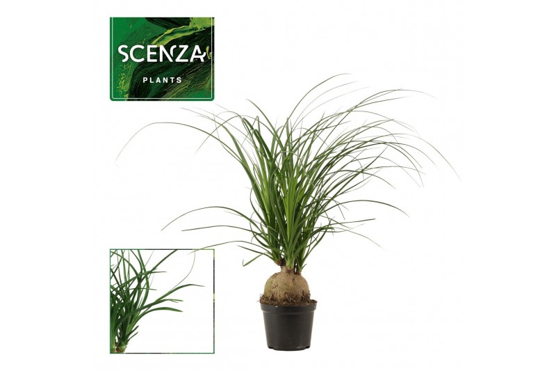 Beaucarnea recurvata Beaucarnea bol 12 cm 1 tak/plnt 