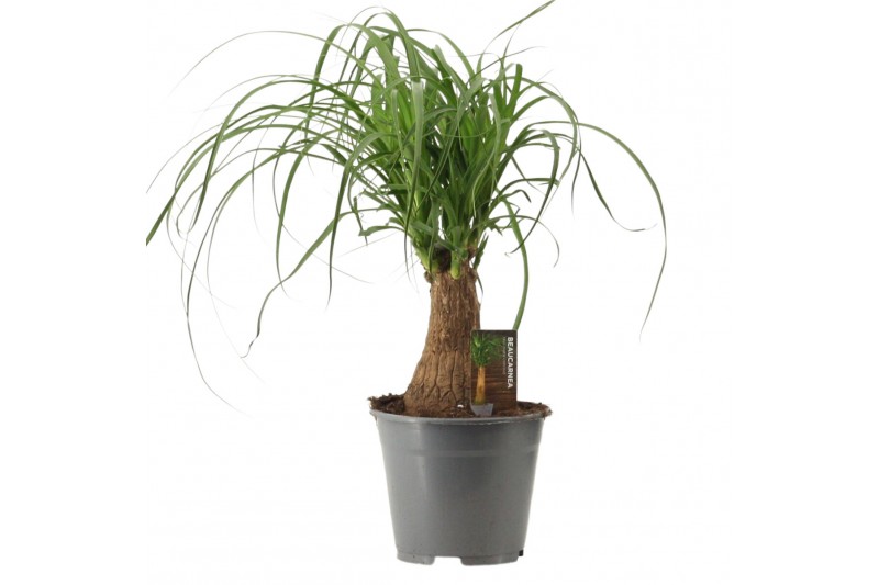 Beaucarnea recurvata Beaucarnea recht 14 cm compacte stam 1 tak/plnt 