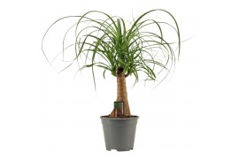 Beaucarnea recurvata Beaucarnea recht 14 cm 1 tak/plnt