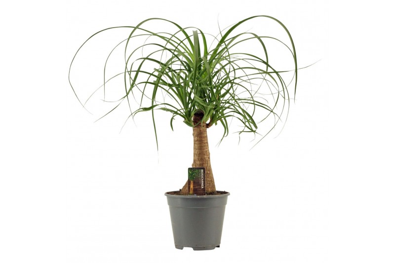 Beaucarnea recurvata Beaucarnea recht 14 cm 1 tak/plnt 