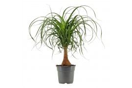 Beaucarnea recurvata Beaucarnea recht 17 cm 1 tak/plnt