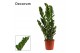 Zamioculcas zamiifolia 6+ Decorum 