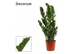 Zamioculcas zamiifolia 6+ Decorum