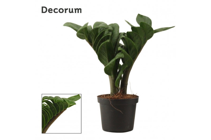 Zamioculcas zamiifolia zenzi Zenzi V-Leaf 2+ 