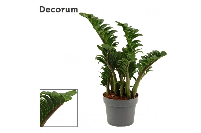 Zamioculcas zamiifolia zenzi Zenzi 4+ 