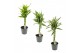Dracaena sanderiana mix Dracaena Sanderiana vlecht mix 12 cm 5 pp 