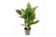 Aglaonema stripes Aglaonema 17 cm Stripes 1 pp 