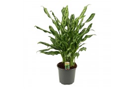 Aglaonema Aglaonema 17 cm Miss Julliette 1 pp