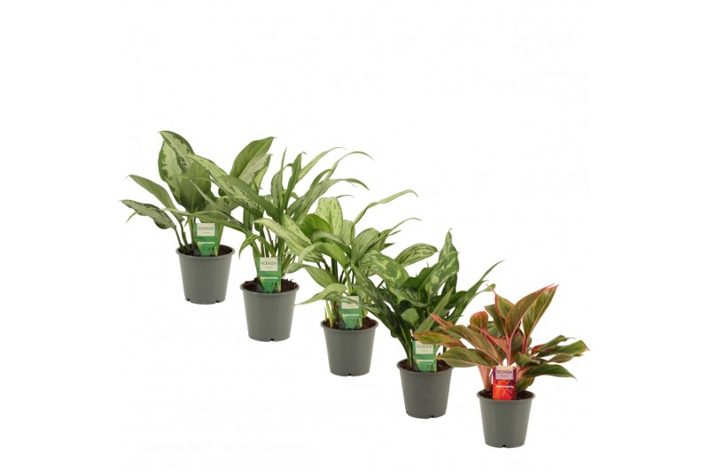 Aglaonema Aglaonema mix 12 cm 2 pp 