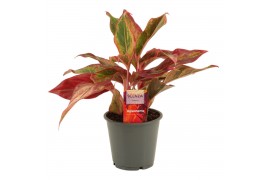 Aglaonema Aglaonema Red Fire 12 cm 2 pp