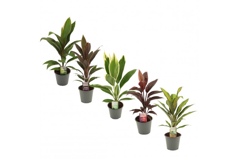 Cordyline fruticosa mix Cordyline Mix 12 cm 1 pp 