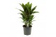 Cordyline fruticosa geraldo Cordyline Salsa toef 19 cm 3 pp 