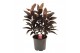 Cordyline fruticosa mambo Cordyline Mambo Toef 19 cm 3 pp 