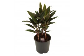 Cordyline fruticosa rumba Cordyline Rumba Toef 19 cm 3 pp