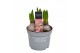 Hyacinthus gipsy queen orientalis Hyacint Gipsy Queen 75 bl. 3 per pot 
