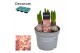 Hyacinthus gipsy queen orientalis Hyacint Gipsy Queen 75 bl. 3 per pot 