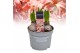 Hyacinthus gipsy queen orientalis Hyacint Gipsy Queen 75 bl. 3 per pot 