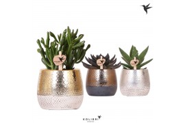 Succulenten mix Kolibri Greens Succulenten mix in Elite pot mix1 pp