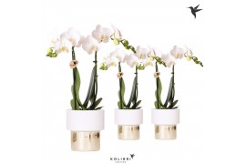Phalaenopsis multiflora wit Kolibri Orchids Phalaenopsis white 2 spike