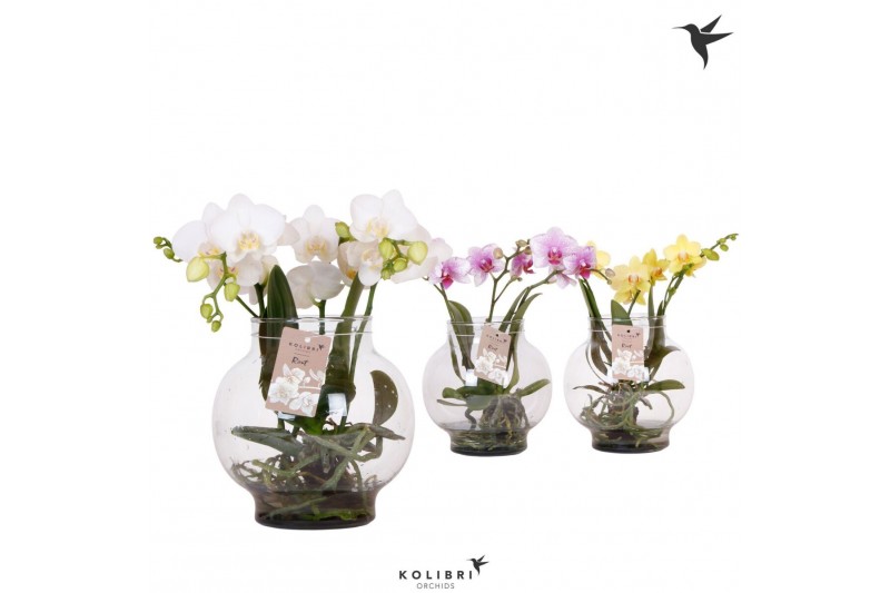 Phalaenopsis mix Kolibri Orchids Phalaenopsis Roots mix in glas bowl t 