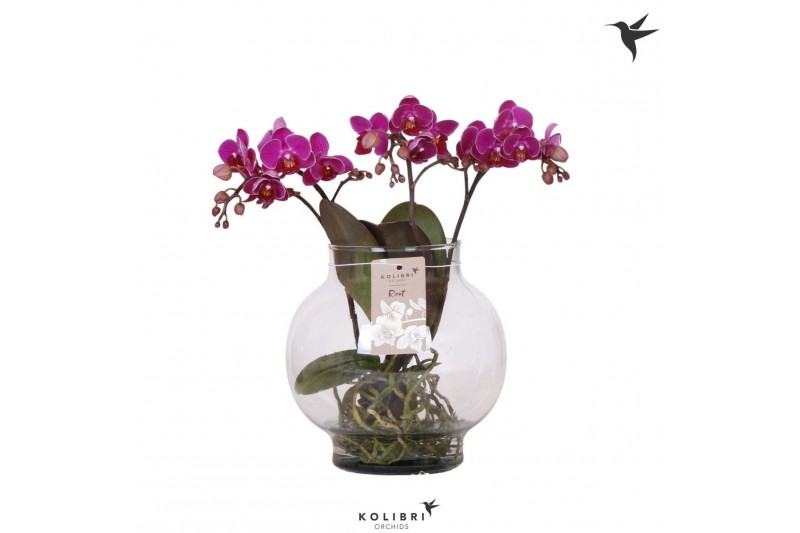 Phalaenopsis paars Kolibri Orchids Phalaenopsis Roots violet in glas b 