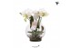 Phalaenopsis wit Kolibri Orchids Phalaenopsis Roots white in glas bowl 