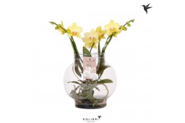 Phalaenopsis geel Kolibri Orchids Phalaenopsis Roots yellow in glas bo